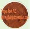 Ginger Root P.E. (Shirley At Virginforestplant Dot Com)